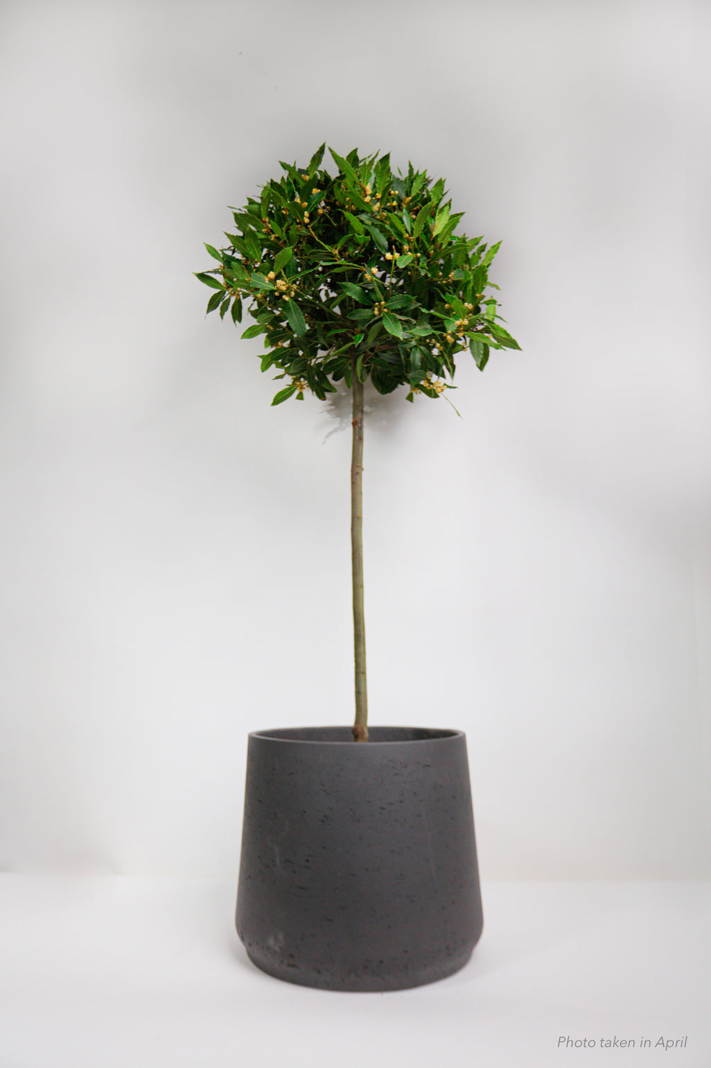 products/SotoProductShootLowQ-2613_9d6af569-29f4-45c5-b3f9-eaf54ba64f5d.jpg